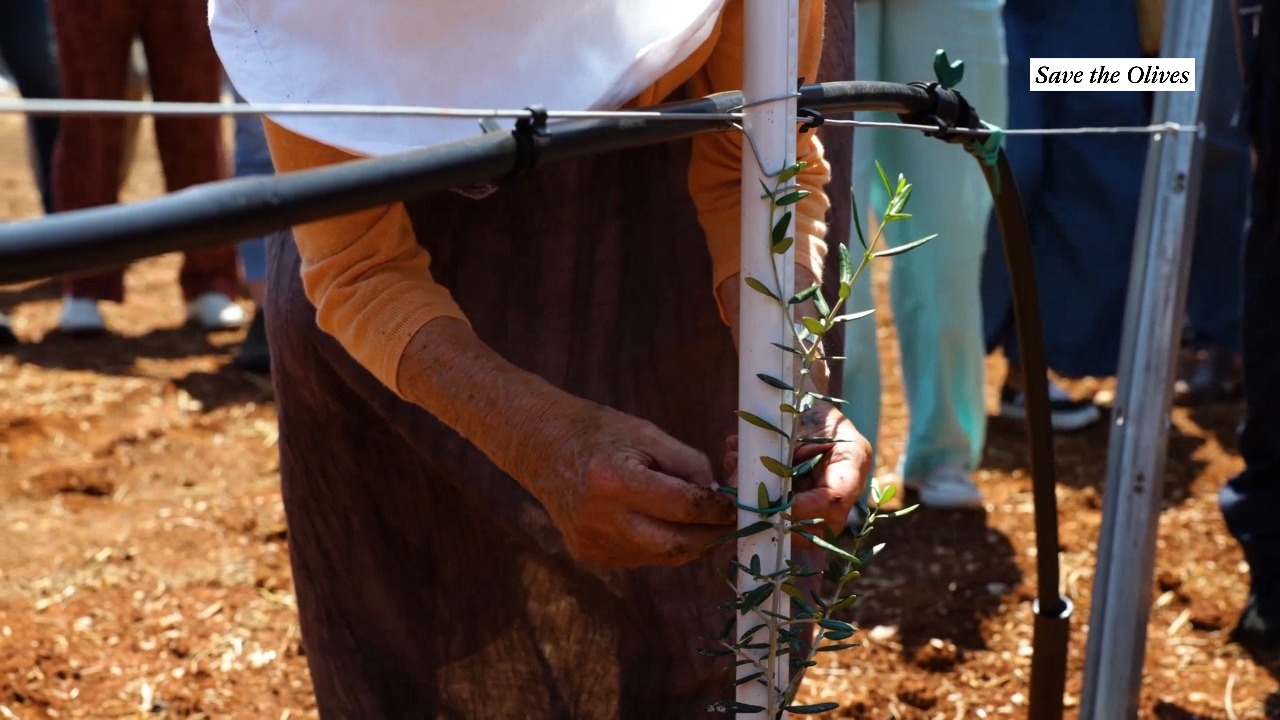 Fears of olive shortage after bacteria kills 22 million trees in Italy ...