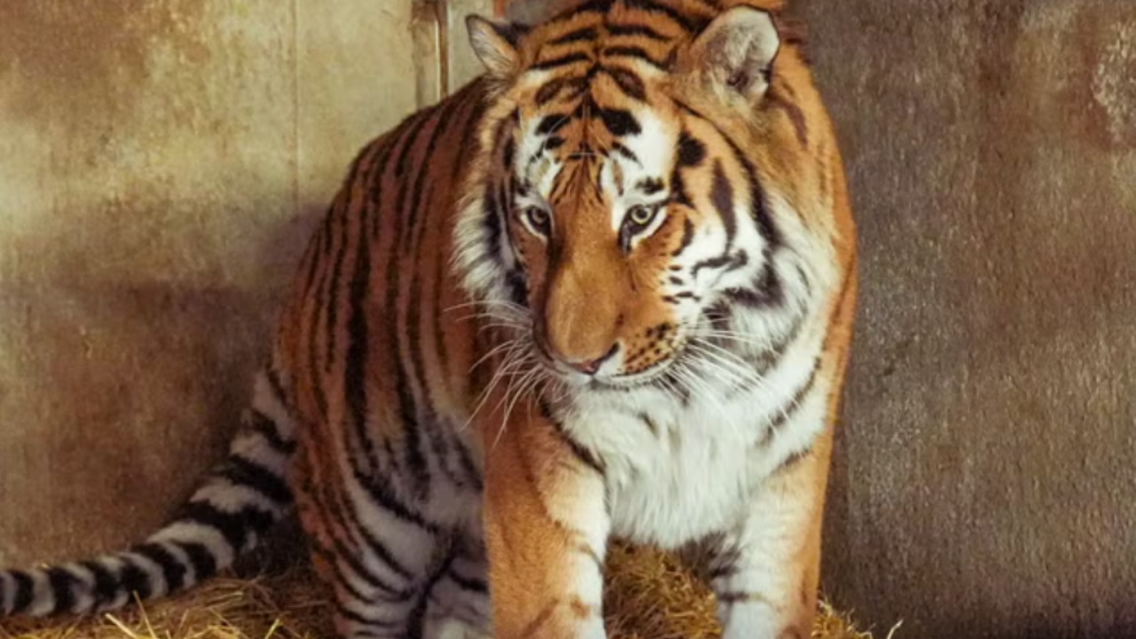 Tributes left at Yorkshire Wildlife Park after fatal tiger attack