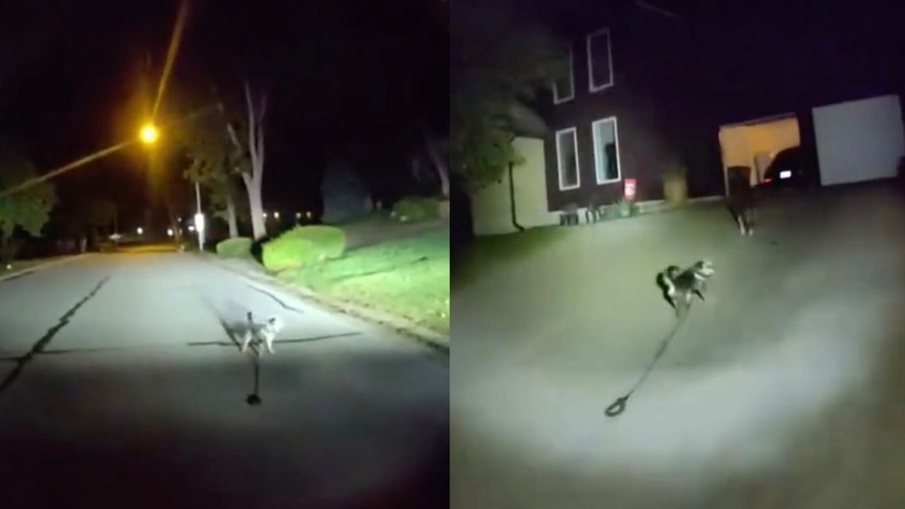 Loyal dog leads police to injured owner trapped on floor at home