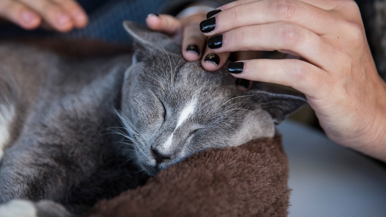 Cat happiness chemically linked to happiness of its owner, new study ...