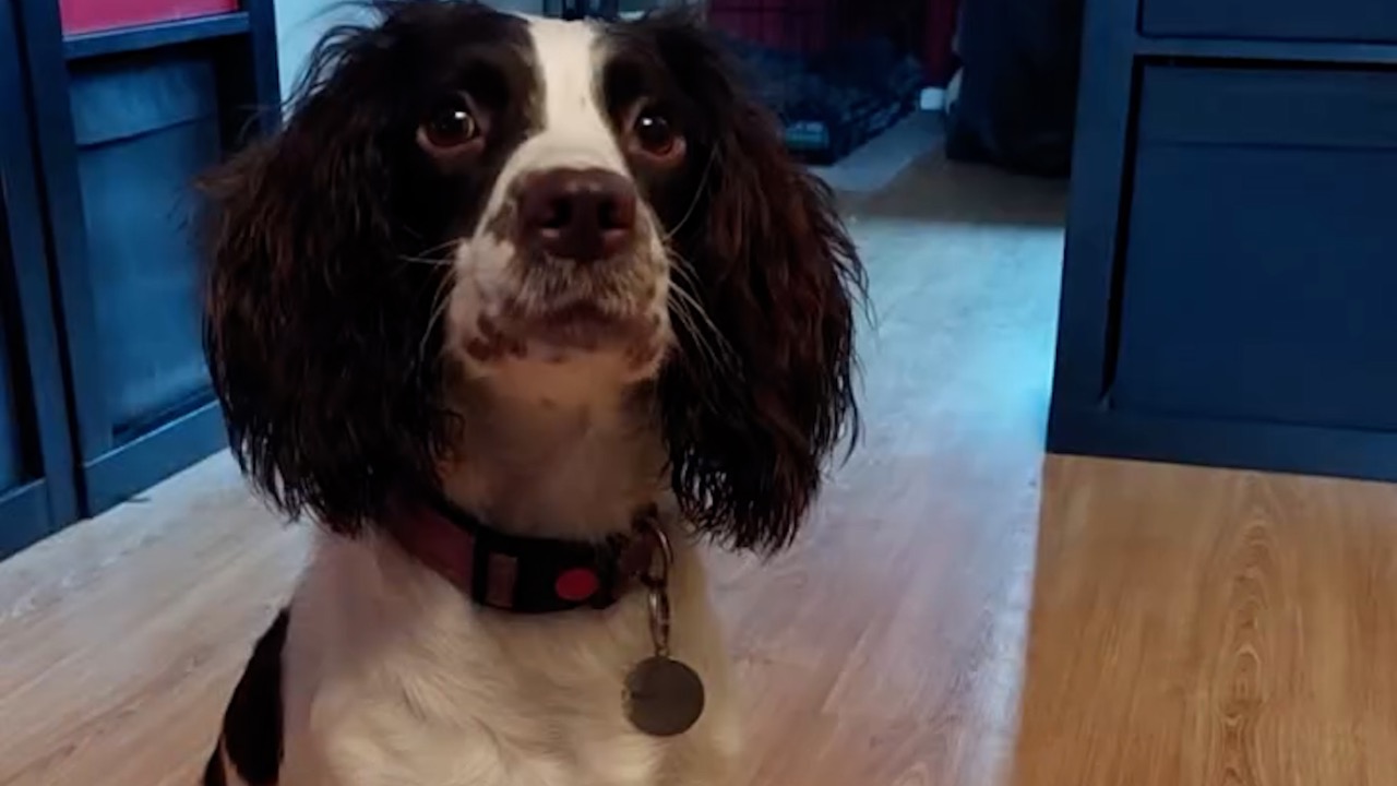 Happy update for more than 80 dogs found in ‘squalid’ faeces-covered home