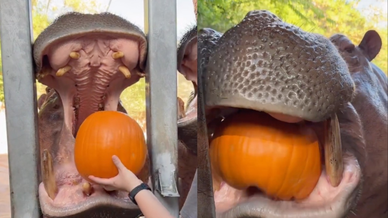 Hippos chomp down on pumpkins during Halloween feeding time at the zoo