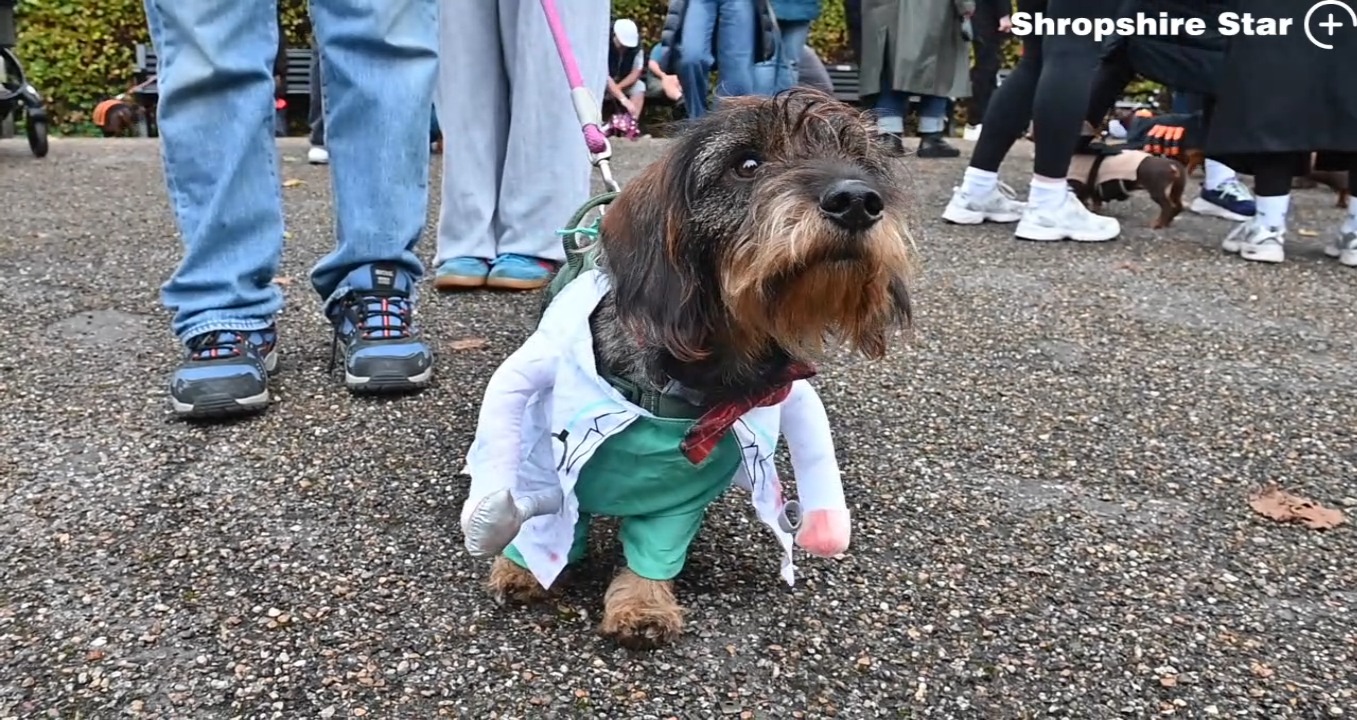 Woman hopes to open new dog-grooming salon -- all the latest